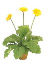 Gerbera Jamesonii